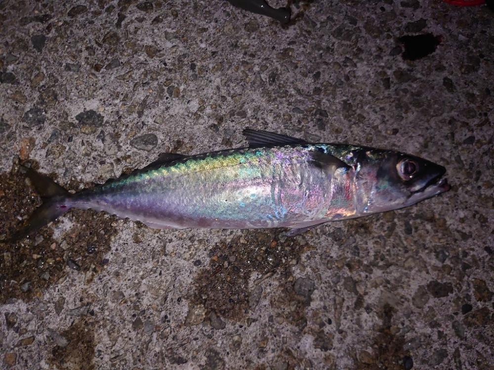 太刀魚狙いが…