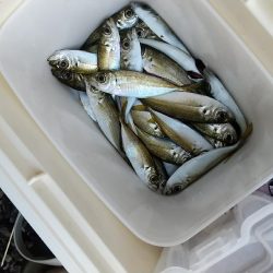 サヨリのち豆鯵