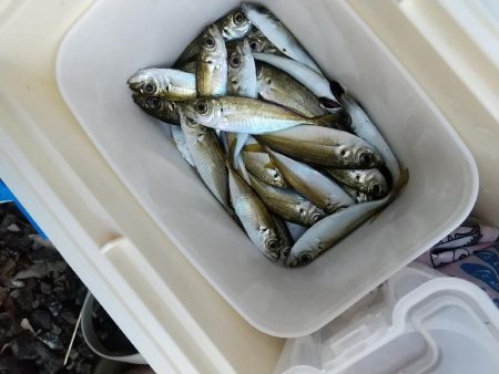 サヨリのち豆鯵