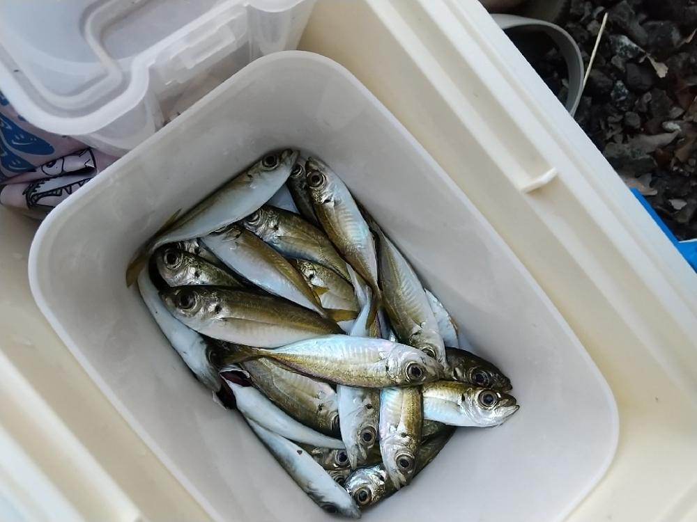 サヨリのち豆鯵