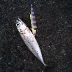 太刀魚調査もサバー