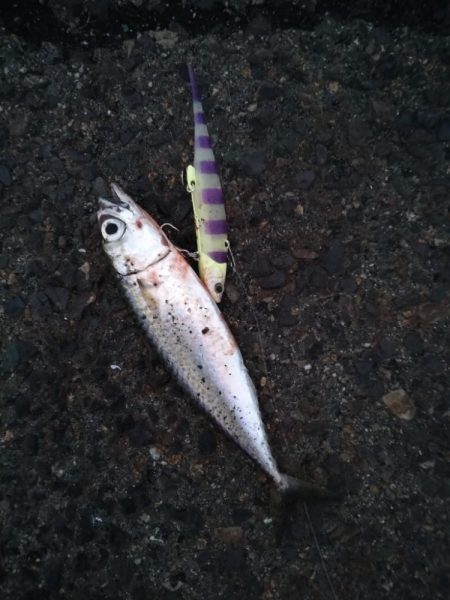 太刀魚調査もサバー