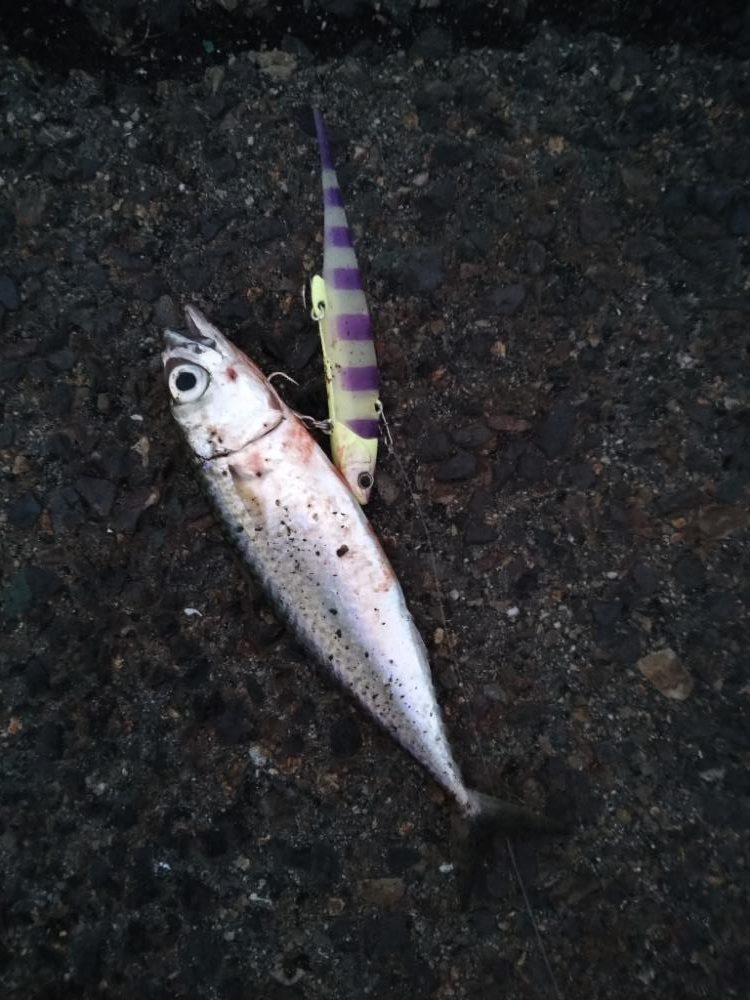 太刀魚調査もサバー