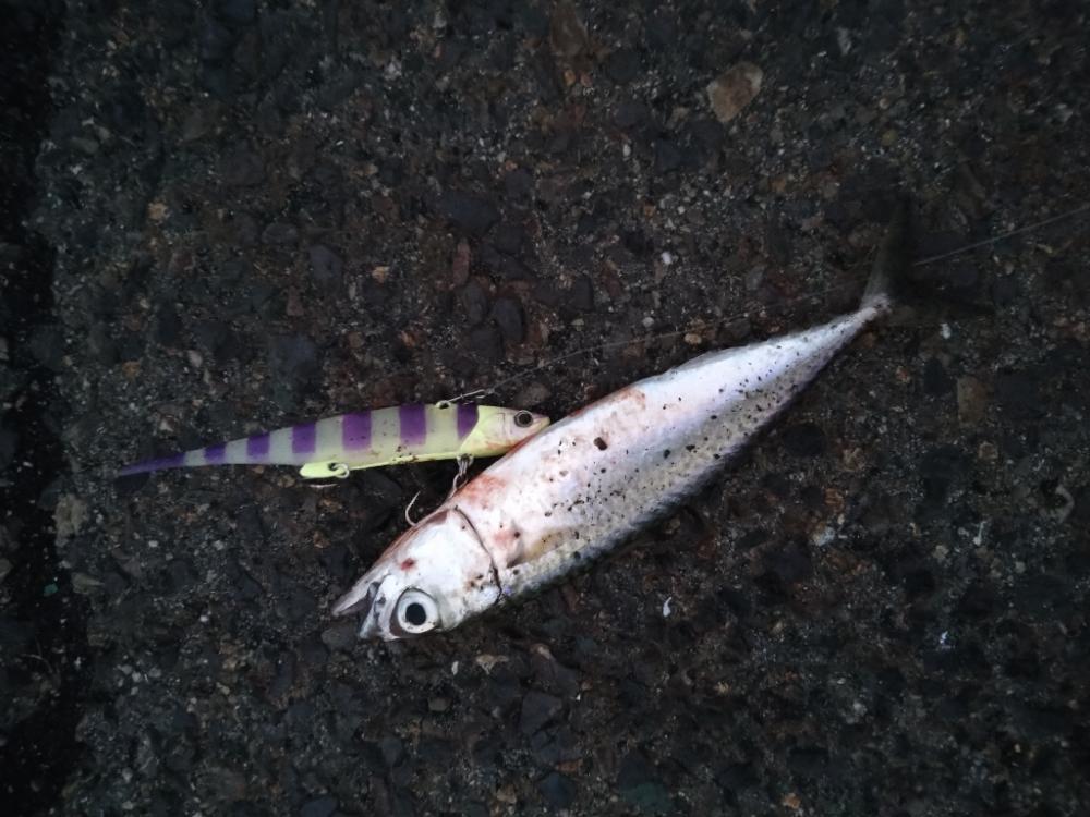 太刀魚調査もサバー