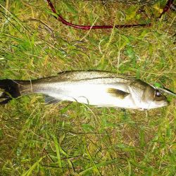 秋の元気なシーバス