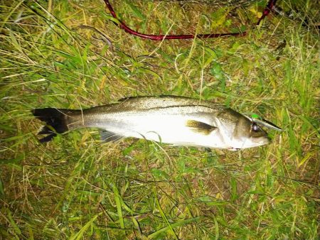 秋の元気なシーバス