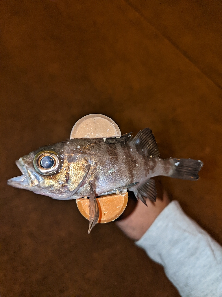 アジジジジング