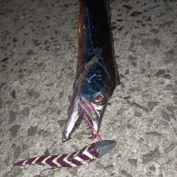 今年初！太刀魚