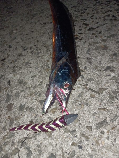 今年初！太刀魚