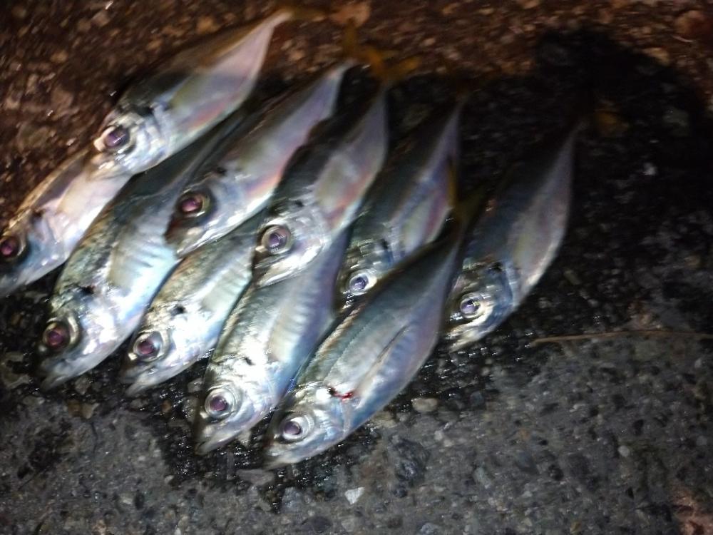 今夜も姫アジ