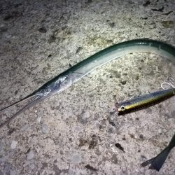 ダツ（外道）が釣れました!