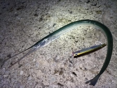 ダツ（外道）が釣れました!