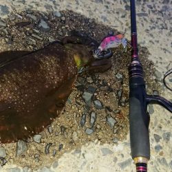 対馬エギング釣果
