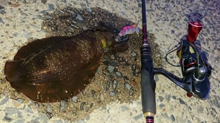 対馬エギング釣果