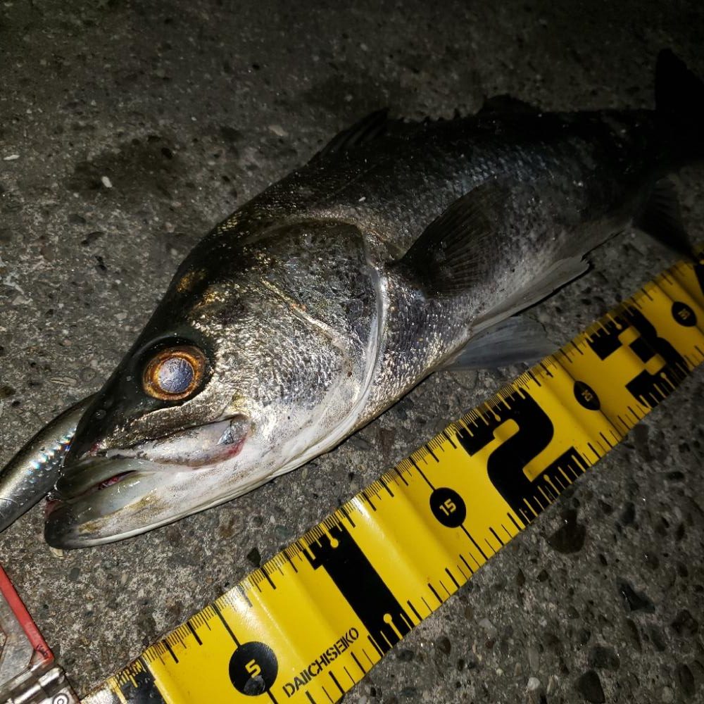 おはようスズキさん!