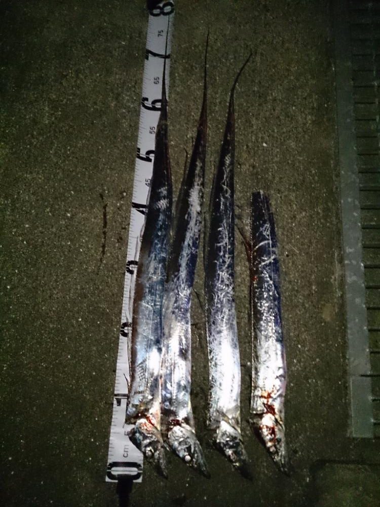 今シーズン初タチウオ