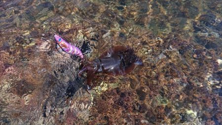 対馬エギング釣果
