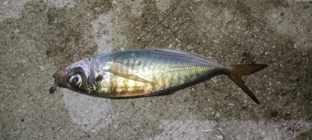 アジングto青物