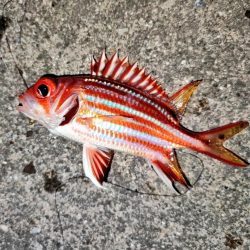 泊漁港で五目釣り