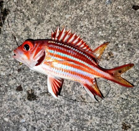 泊漁港で五目釣り