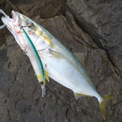 ちょいあれの青物祭り