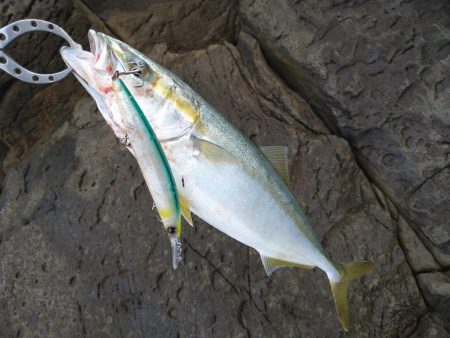 ちょいあれの青物祭り