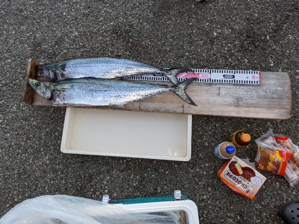 武庫川一文字サワラ