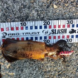 まぁまぁ風強い＆寒い