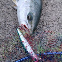 サワラが釣りたいけどメジロ！