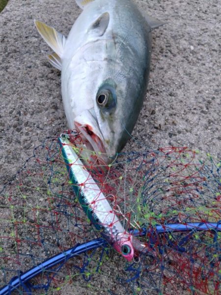 サワラが釣りたいけどメジロ！