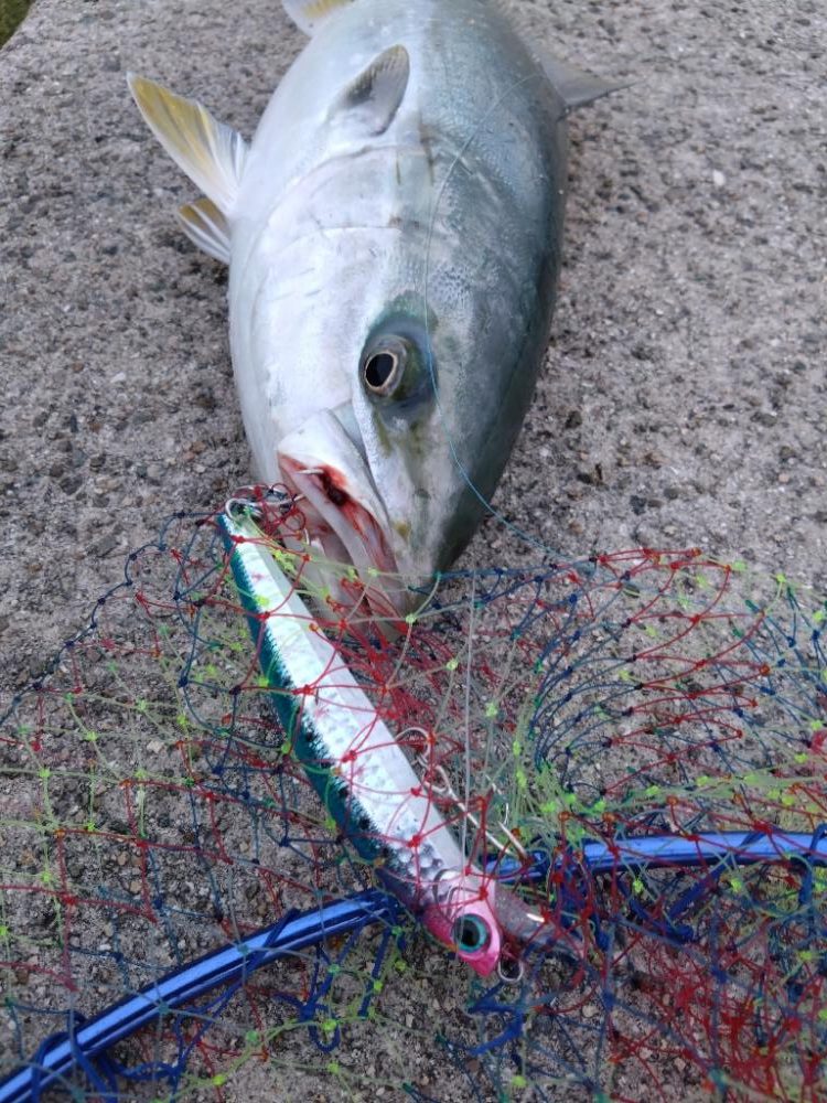 サワラが釣りたいけどメジロ!