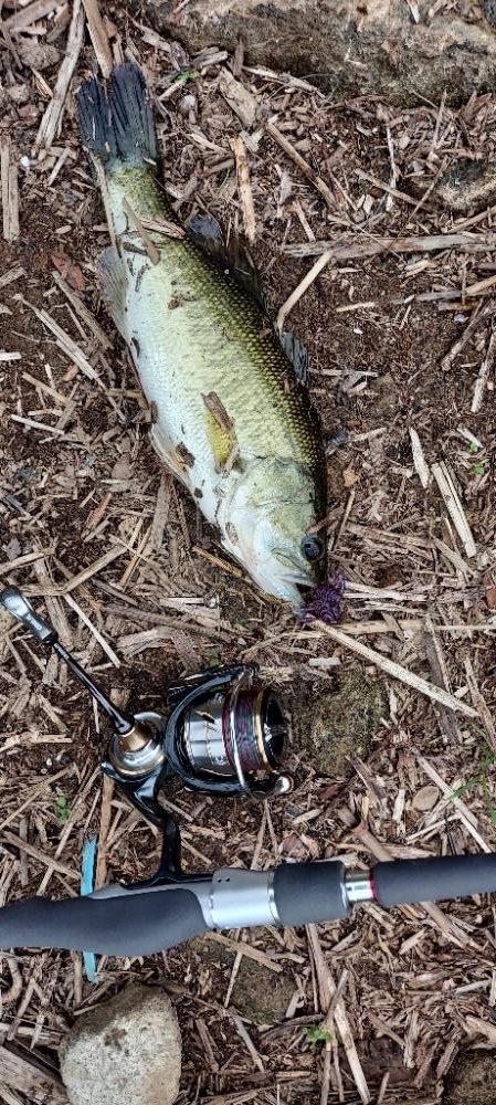 バス釣り　スピニングしばり