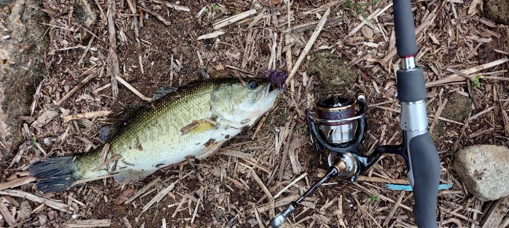 バス釣り　スピニングしばり