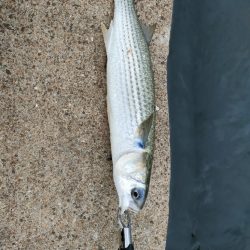 青物祭り終了〜