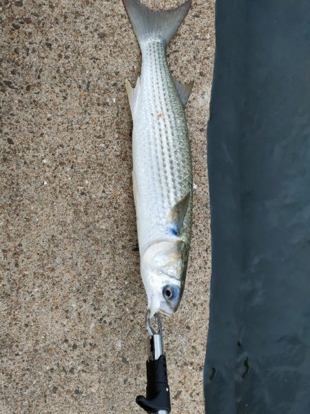 青物祭り終了〜