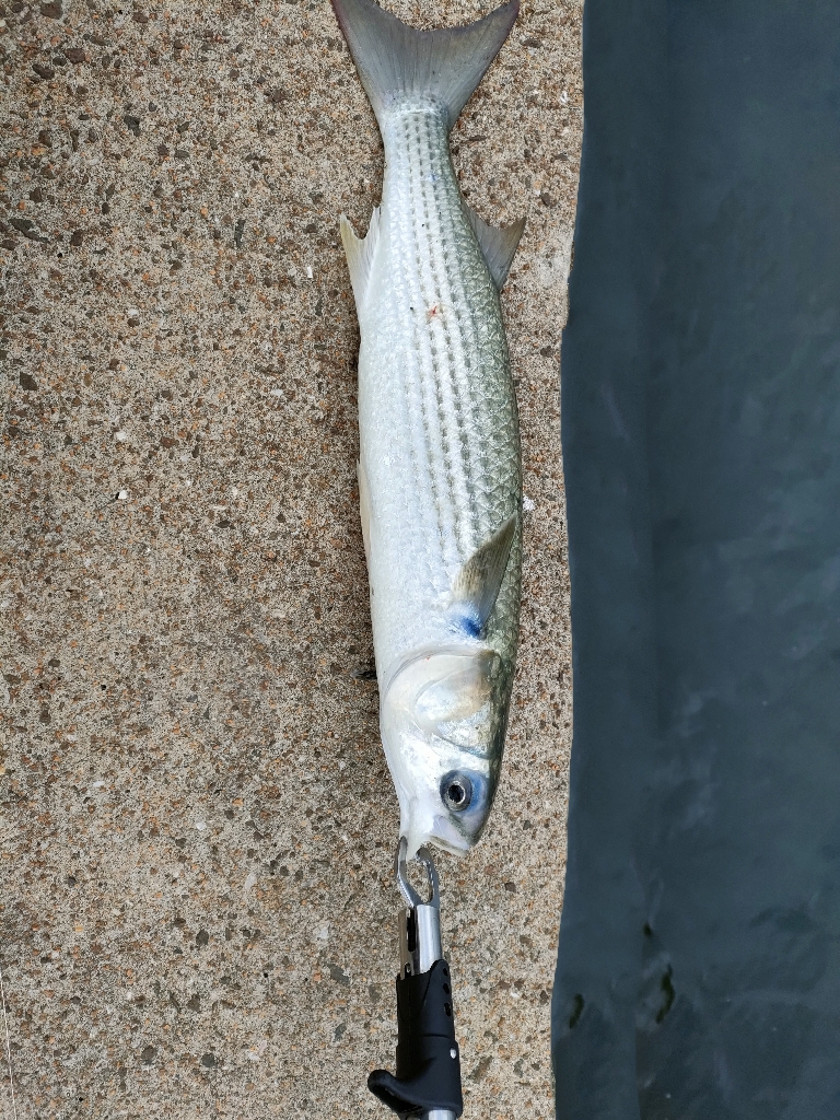 青物祭り終了〜