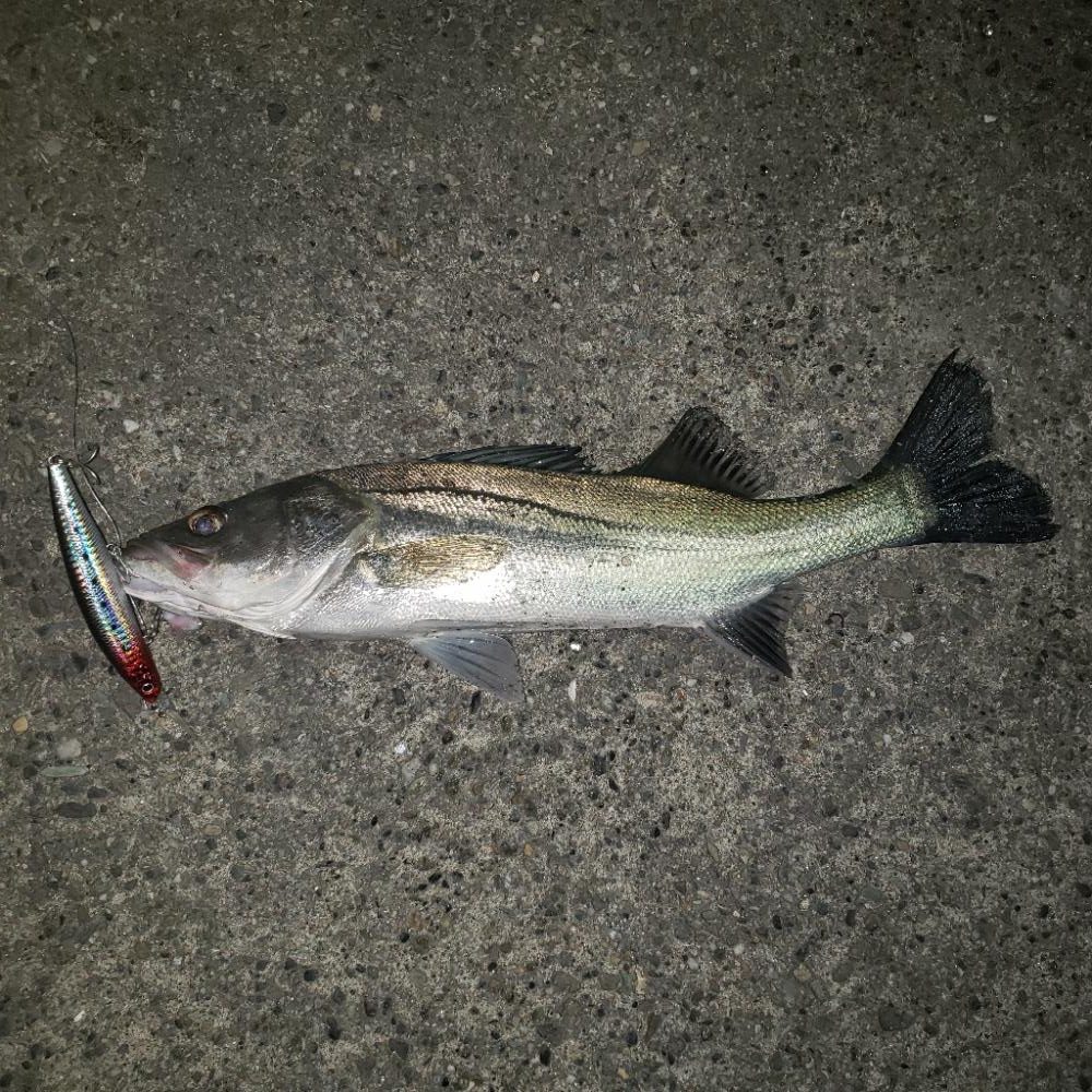 おはようスズキさん！