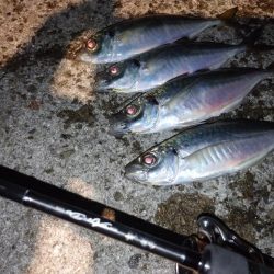 淡路で尺チャレンジ