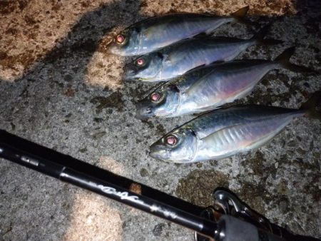 淡路で尺チャレンジ