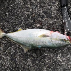 ショアジギングESO祭り