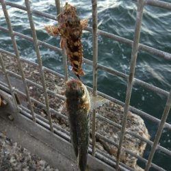 夕まずめショアジギング