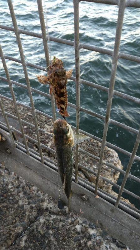 夕まずめショアジギング