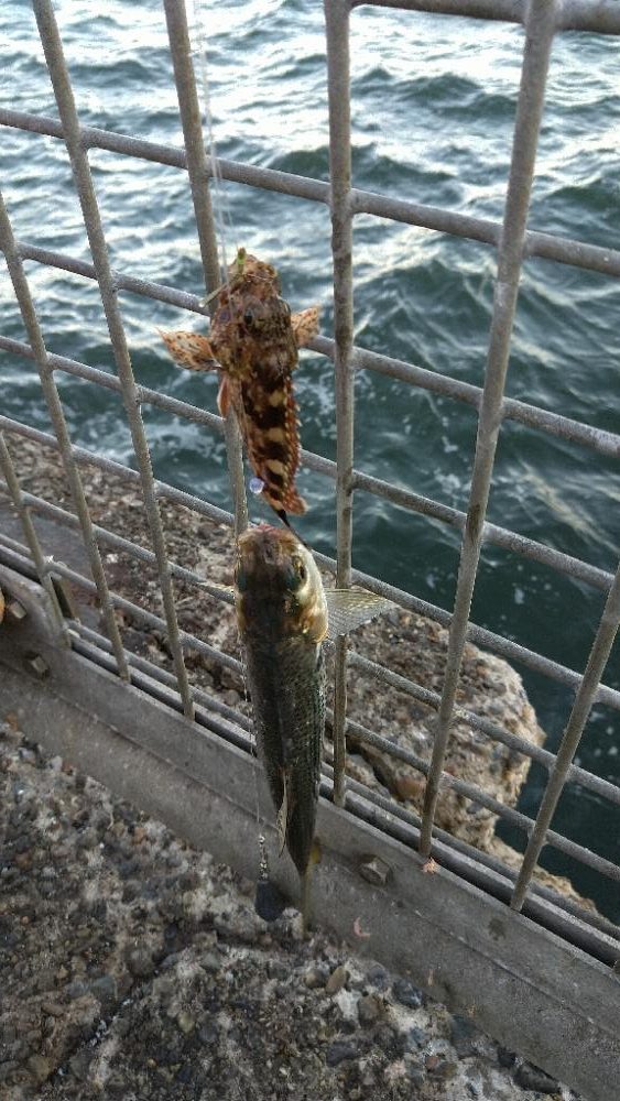 夕まずめショアジギング