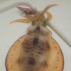 久しぶりのメンバーでボートエギング