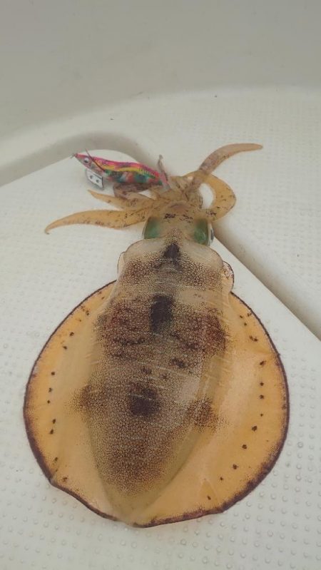 久しぶりのメンバーでボートエギング