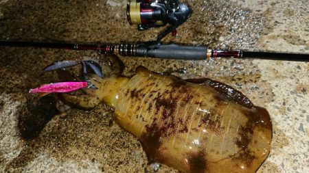 対馬エギング釣果