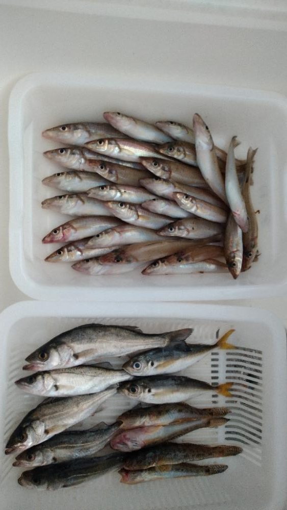 キス釣り良型連発