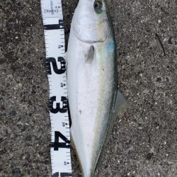 ムコイチメジロ