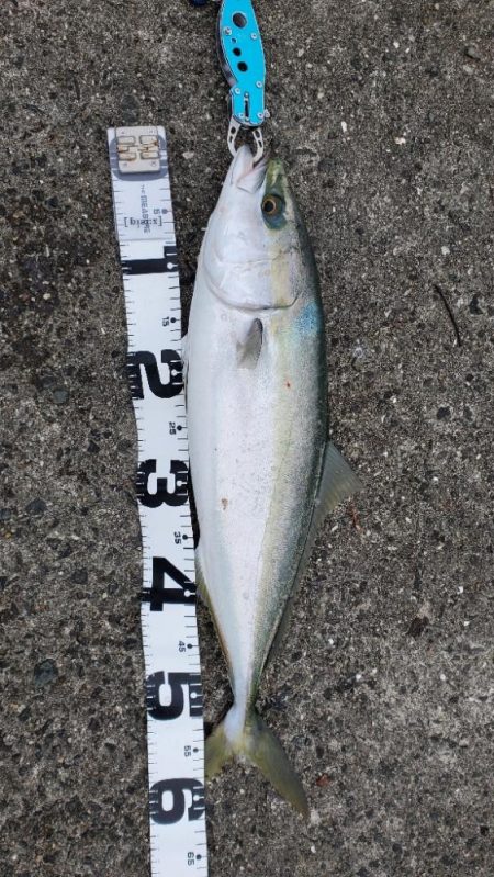 ムコイチメジロ