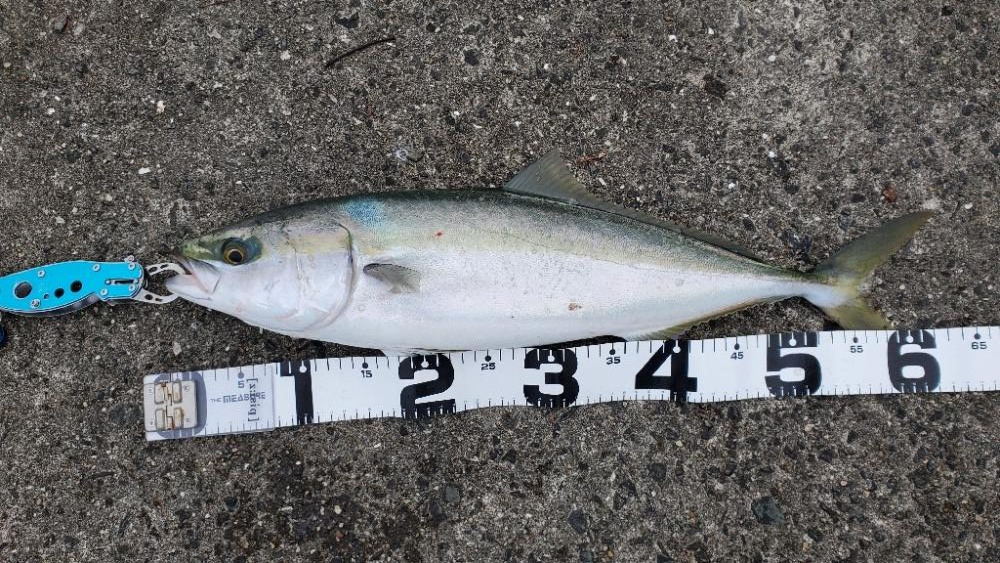 ムコイチメジロ